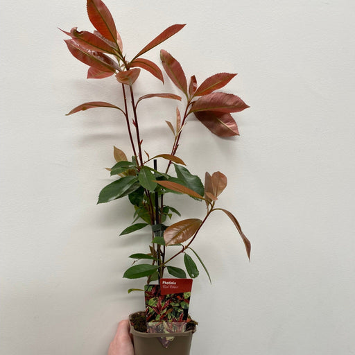 Photinia x fraseri 'Red Robin' -