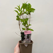 Weigela 'Bristol Snowflake' 1L / 2L -