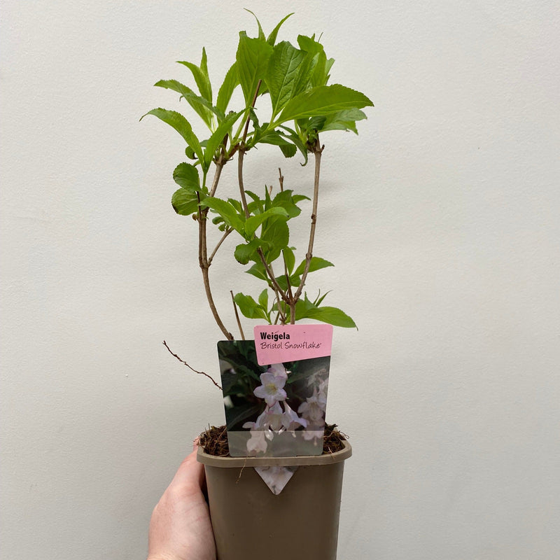 Weigela 'Bristol Snowflake' 1L / 2L -