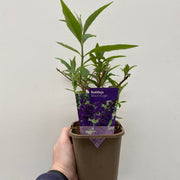 Buddleja davidii 'Black Knight' 1L / 2L -