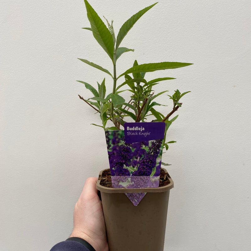 Buddleja davidii 'Black Knight' 1L / 2L -