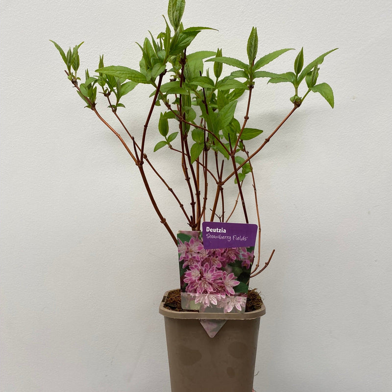 Deutzia x hybrid 'Strawberry Fields' 1L/2L -