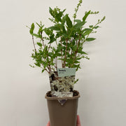 Deutzia gracilis 1L/2L -