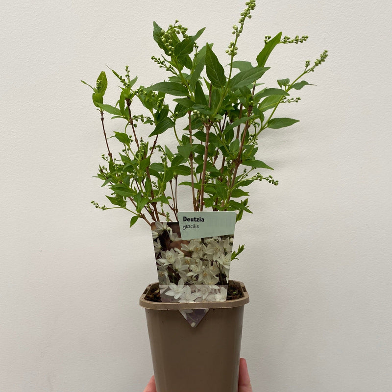 Deutzia gracilis 1L/2L -