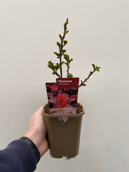 Physocarpus opulifolius 'Red Baron' 1L -