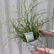Miscanthus sinensis 'Little Zebra' Grass (Including Gift Wrap) -