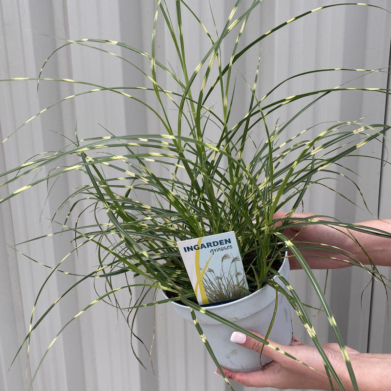 Miscanthus sinensis 'Little Zebra' Grass (Including Gift Wrap) -