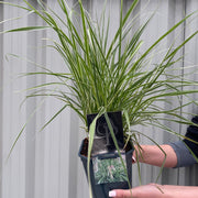 Pennisetum 'Sky Rocket' Ornamental Grass -