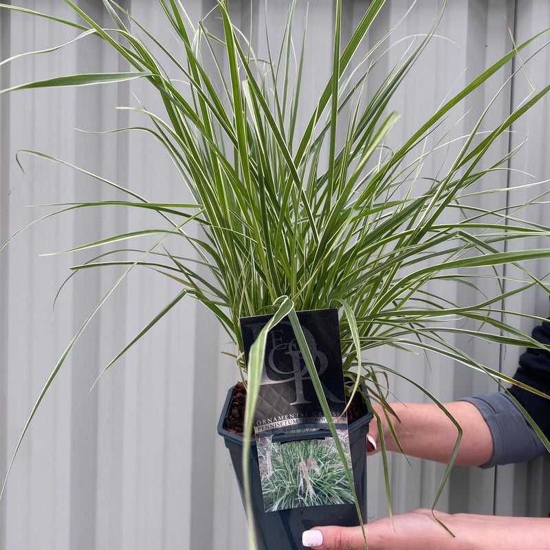 Pennisetum 'Sky Rocket' Ornamental Grass -