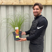 Carex testacea 'Prairie Fire' Grass 3L -