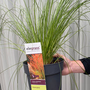 Carex testacea 'Prairie Fire' Grass 3L -