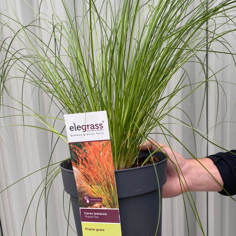 Carex testacea 'Prairie Fire' Grass 3L -