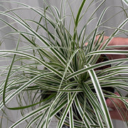 Carex - Everest | Ornamental Grass 9cm / 1L / 2L -