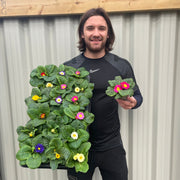 3 x 9cm Primula Pots | Primula/Primroses -