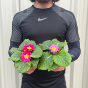 3 x 9cm Primula Pots | Primula/Primroses -