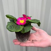 3 x 9cm Primula Pots | Primula/Primroses -