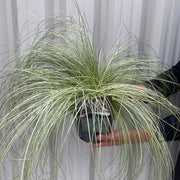Carex Grass 'Frosted Curls' 9cm/2L -