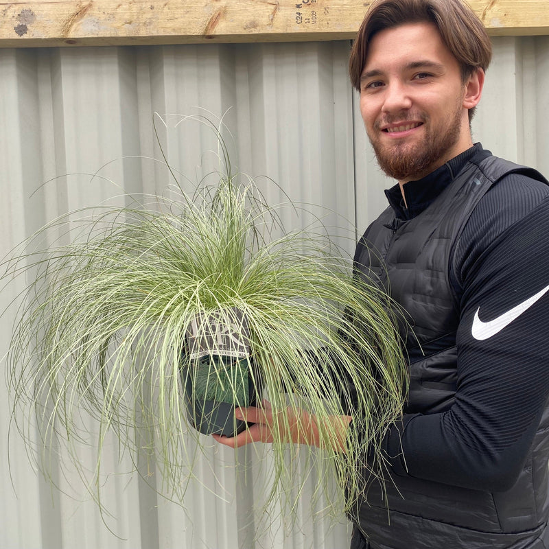 Carex Grass 'Frosted Curls' 9cm/2L -