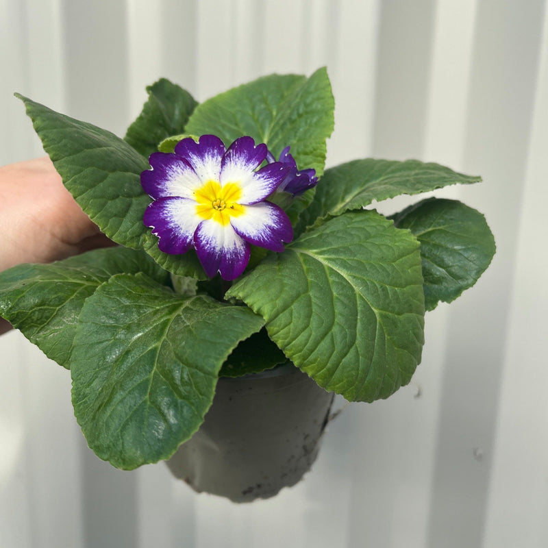 3 x 9cm Primula Pots | Primula/Primroses -