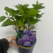 Hydrangea macrophylla 'Purple Ball' 9cm-5L -