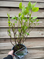 Hydrangea arborescens 'Incrediball' / 'Strong Annabelle' 3L / 5L / 7.5L / 10L / 20L -