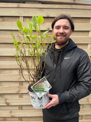 Hydrangea arborescens 'Incrediball' / 'Strong Annabelle' 3L / 5L / 7.5L / 10L / 20L -