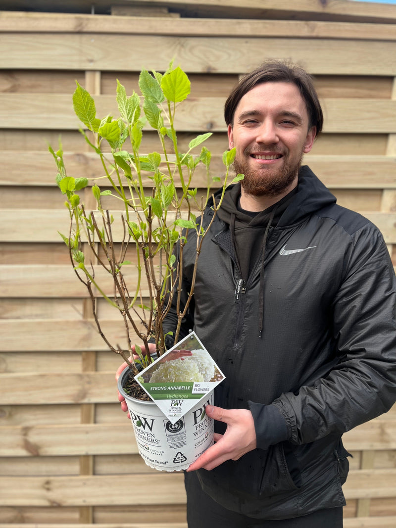 Hydrangea arborescens 'Incrediball' / 'Strong Annabelle' 3L / 5L / 7.5L / 10L / 20L -