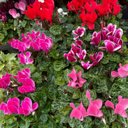 Cyclamen Mix of 3 Plants (3 x 9cm Pots) -