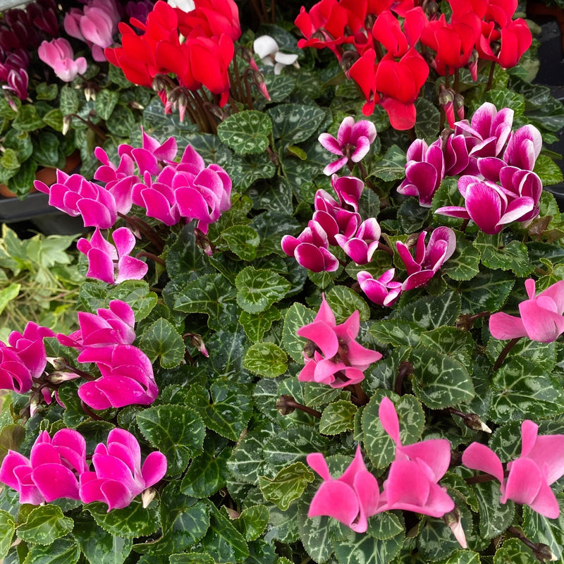 Cyclamen Mix of 3 Plants (3 x 9cm Pots) -