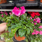 Cyclamen Mix of 3 Plants (3 x 9cm Pots) -