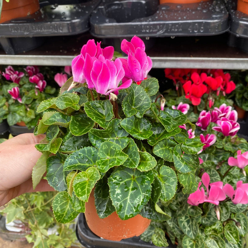 Cyclamen Mix of 3 Plants (3 x 9cm Pots) -
