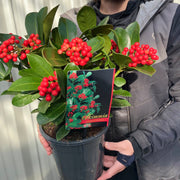 Skimmia japonica 'Veitchii' 3L -