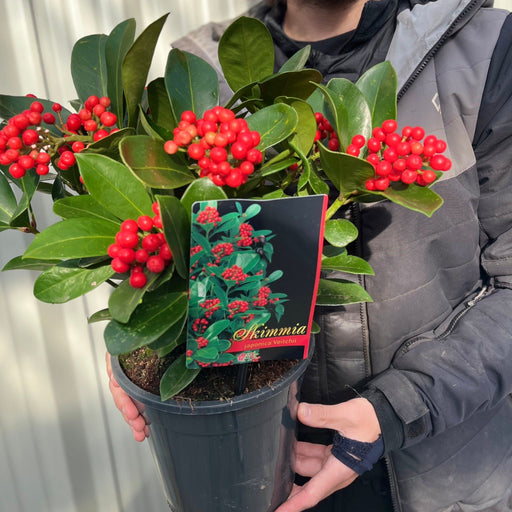 Skimmia japonica 'Veitchii' 3L -
