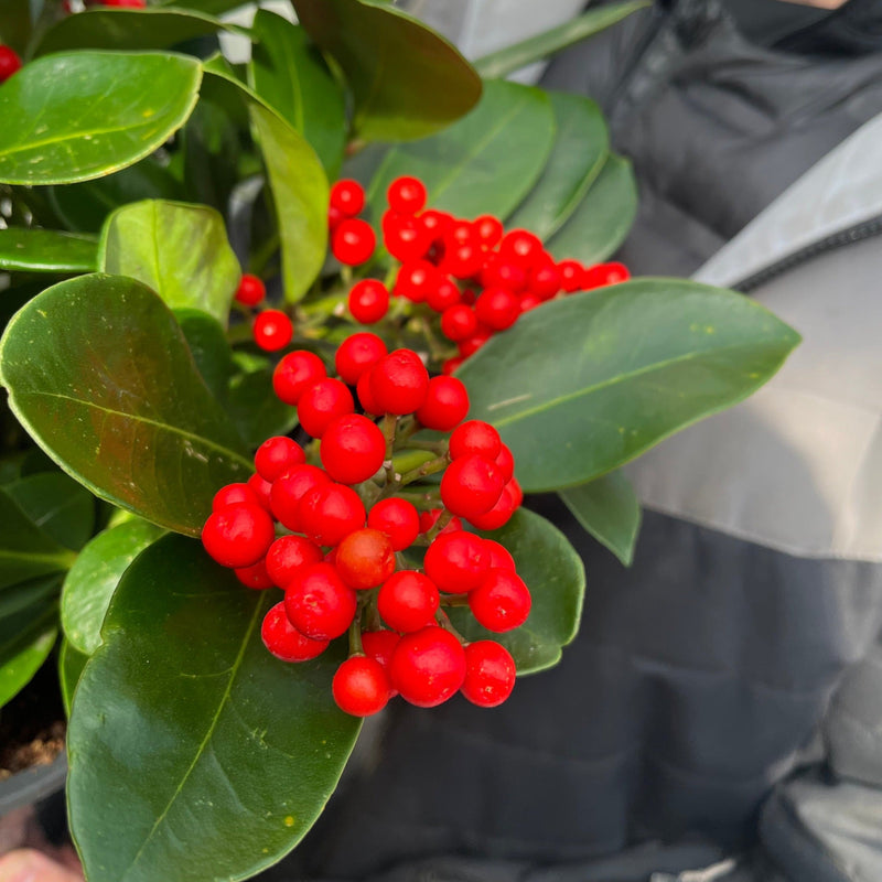 Skimmia japonica 'Veitchii' 3L -