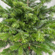 Nordmann Fir Pot Grown Christmas Tree | 1.5 - 1.6m -
