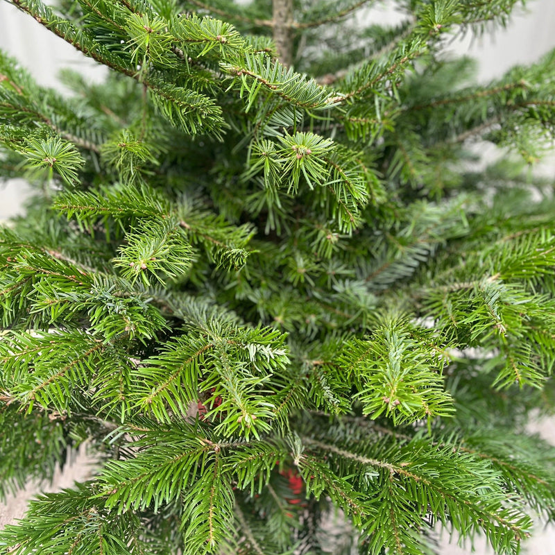 Nordmann Fir Pot Grown Christmas Tree | 1.5 - 1.6m -
