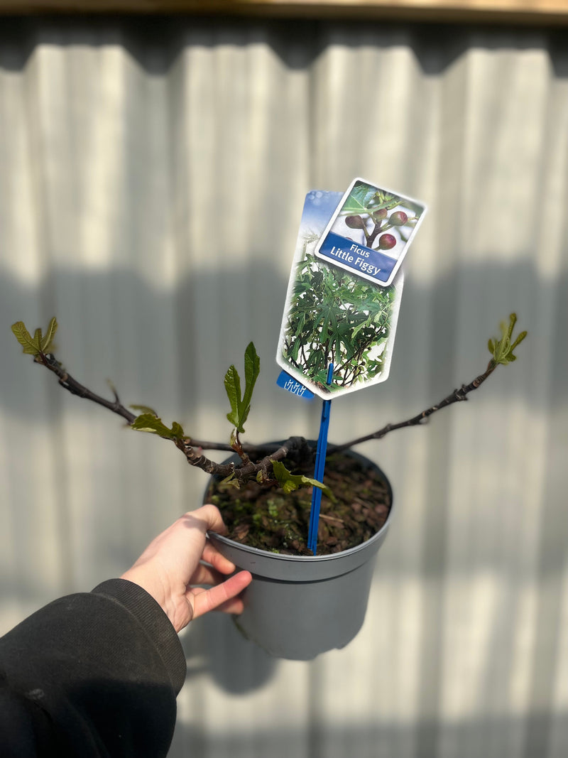 Ficus carica 'Little Miss Figgy' 2L -