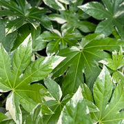Fatsia japonica variegata | 2L Growers Pot -