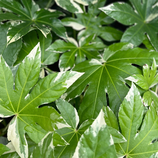 Fatsia japonica variegata | 2L Growers Pot -