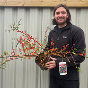 Cotoneaster x suecicus 'Coral Beauty' -