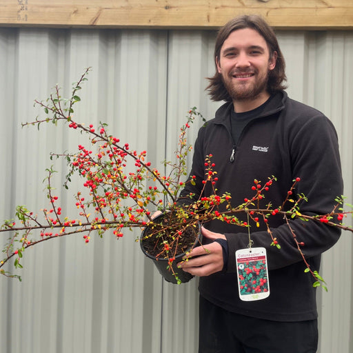 Cotoneaster x suecicus 'Coral Beauty' -