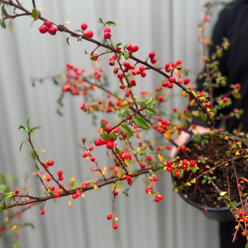 Cotoneaster x suecicus 'Coral Beauty' -