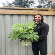 Fatsia japonica 'Spider's Web' 9cm-7.5L -