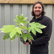 Fatsia japonica variegata | 2L Growers Pot -