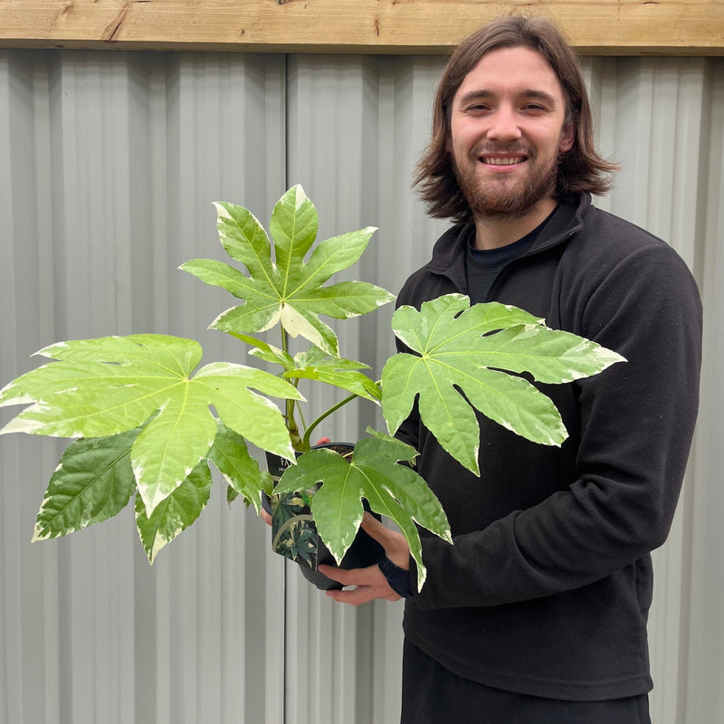 Fatsia japonica variegata | 2L Growers Pot -