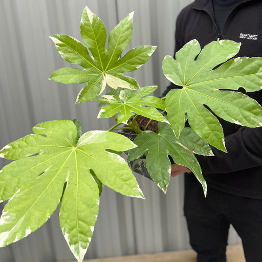 Fatsia japonica variegata | 2L Growers Pot -