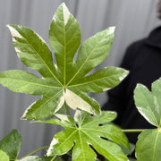 Fatsia japonica variegata | 2L Growers Pot -