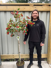 Half Standard Standard Holly Tree | Ilex aquifolium 'Gold Flash' | 160-180cm 7.5L -