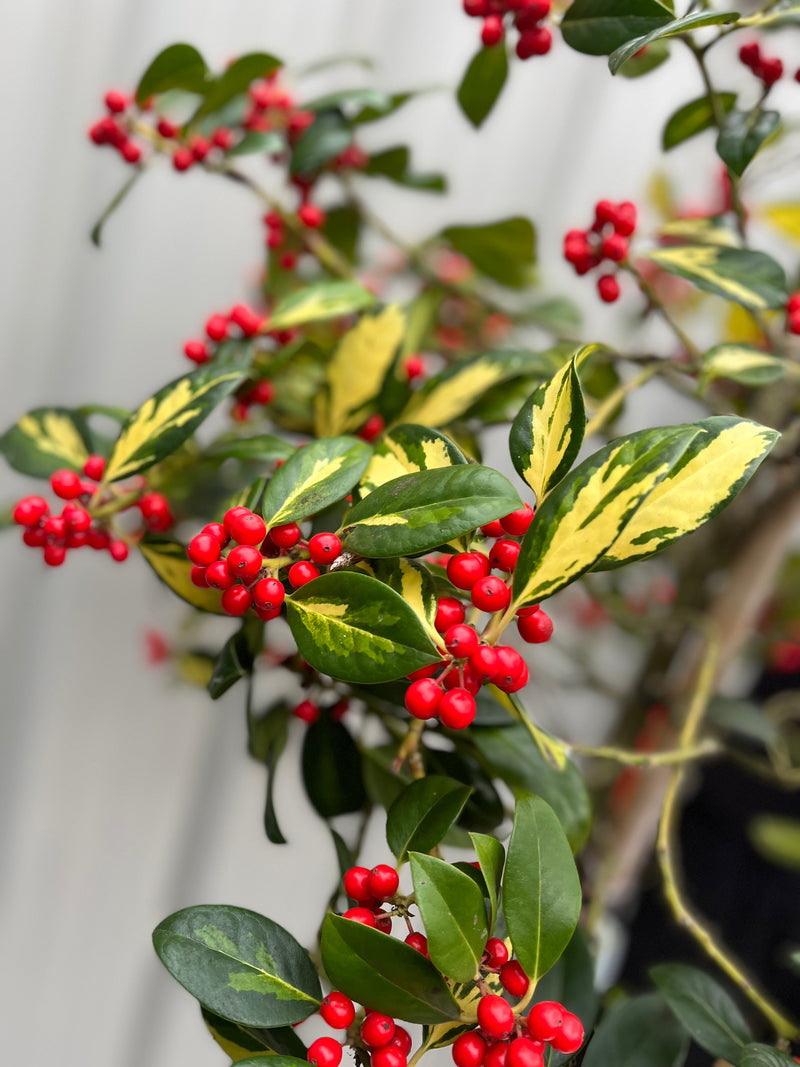 Half Standard Standard Holly Tree | Ilex aquifolium 'Gold Flash' | 160-180cm 7.5L -