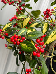 Half Standard Standard Holly Tree | Ilex aquifolium 'Gold Flash' | 160-180cm 7.5L -
